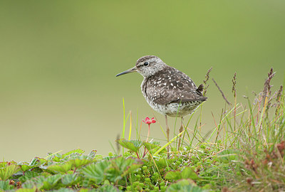 BUITEN BEELD Foto: 259035