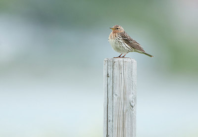 BUITEN BEELD Foto: 259060