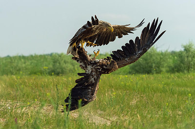 BUITEN BEELD Foto: 259104