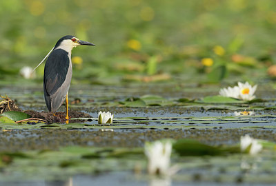 BUITEN BEELD Foto: 259111