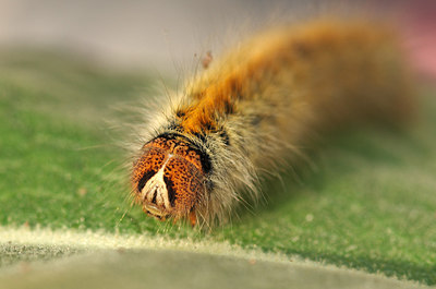 BUITEN BEELD Foto: 259135