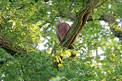 BUITEN BEELD Foto: 259140