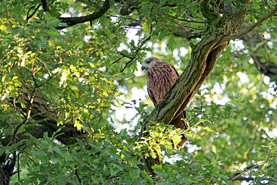 BUITEN BEELD Foto: 259141