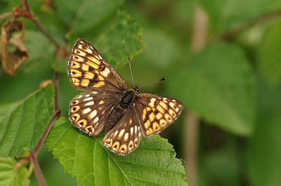 BUITEN BEELD Foto: 259153