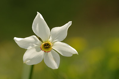 BUITEN BEELD Foto: 259156