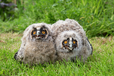 BUITEN BEELD Foto: 259201