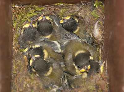 BUITEN BEELD Foto: 259207