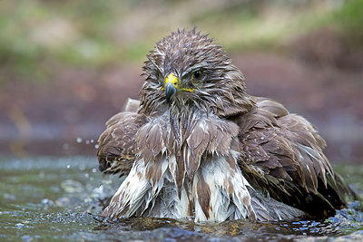 BUITEN BEELD Foto: 259211
