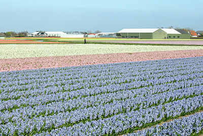 BUITEN BEELD Foto: 259223