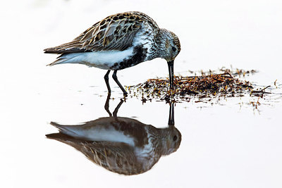 BUITEN BEELD Foto: 259232