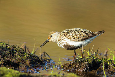 BUITEN BEELD Foto: 259235