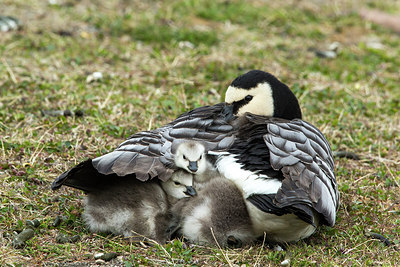 BUITEN BEELD Foto: 259240