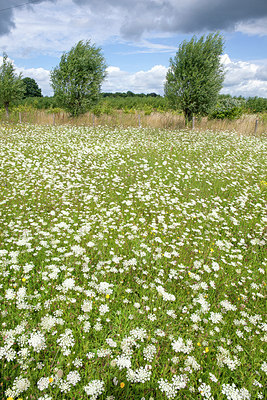 BUITEN BEELD Foto: 259257