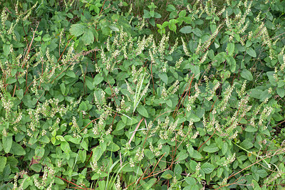 BUITEN BEELD Foto: 259263