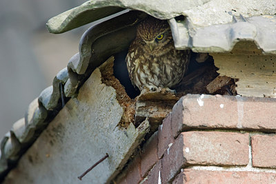 BUITEN BEELD Foto: 259283