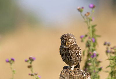 BUITEN BEELD Foto: 259288