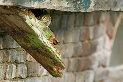 BUITEN BEELD Foto: 259289