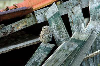 BUITEN BEELD Foto: 259297