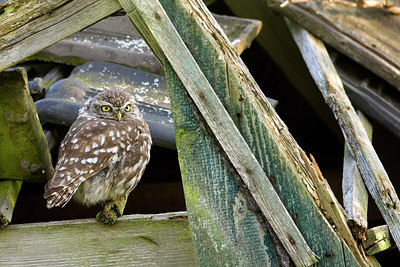 BUITEN BEELD Foto: 259300