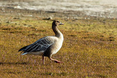 BUITEN BEELD Foto: 259331