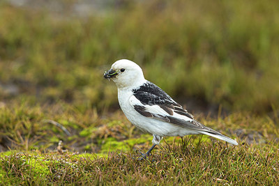 BUITEN BEELD Foto: 259350
