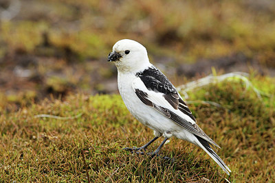 BUITEN BEELD Foto: 259352