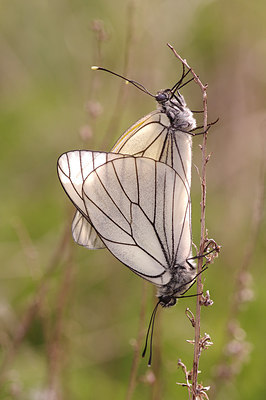 BUITEN BEELD Foto: 259423