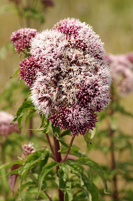 BUITEN BEELD Foto: 259431
