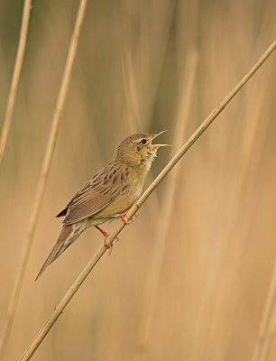 BUITEN BEELD Foto: 259444