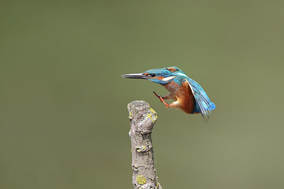 BUITEN BEELD Foto: 259452