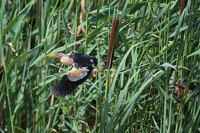 BUITEN BEELD Foto: 259454