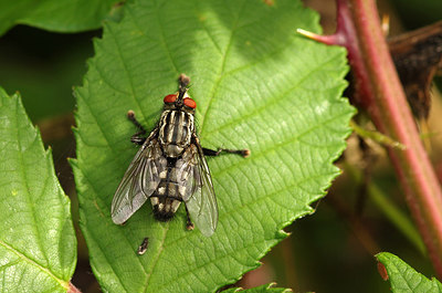 BUITEN BEELD Foto: 259468