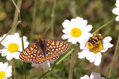 BUITEN BEELD Foto: 259478