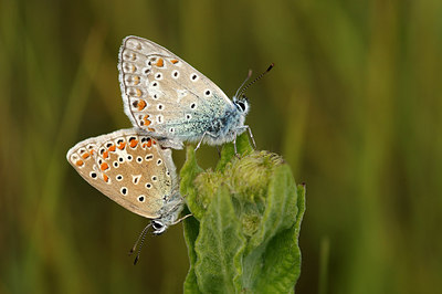 BUITEN BEELD Foto: 259482