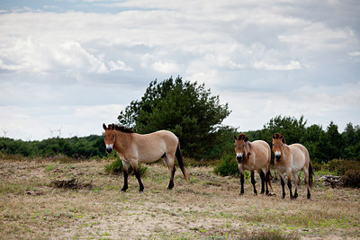 BUITEN BEELD Foto: 259509