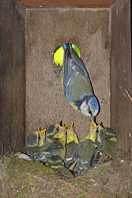 BUITEN BEELD Foto: 259519