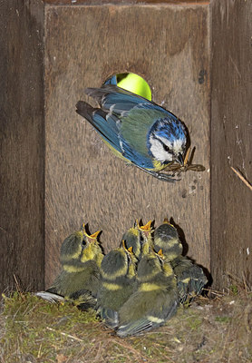 BUITEN BEELD Foto: 259520