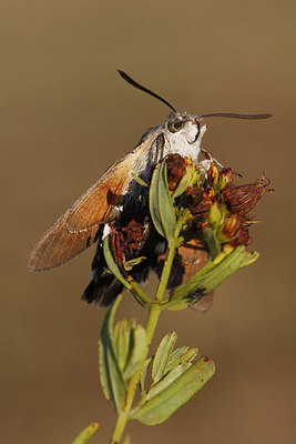 BUITEN BEELD Foto: 259524