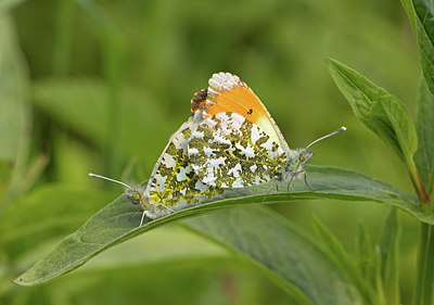 BUITEN BEELD Foto: 259525