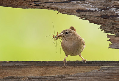 BUITEN BEELD Foto: 259533