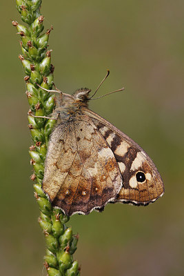 BUITEN BEELD Foto: 259540