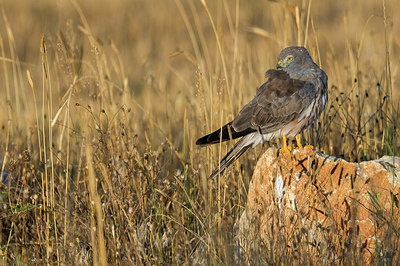 BUITEN BEELD Foto: 259555