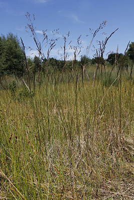 BUITEN BEELD Foto: 259567