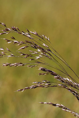 BUITEN BEELD Foto: 259570