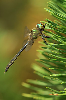 BUITEN BEELD Foto: 259576