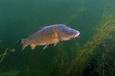 BUITEN BEELD Foto: 259699