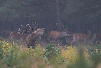 BUITEN BEELD Foto: 260430