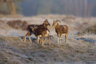BUITEN BEELD Foto: 260457