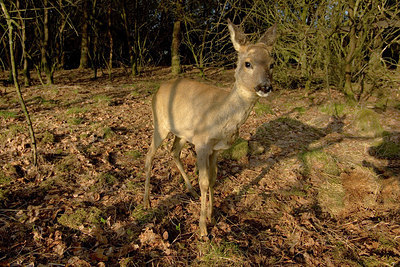 BUITEN BEELD Foto: 260460
