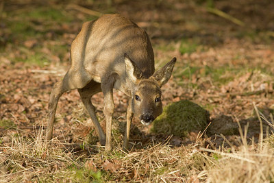 BUITEN BEELD Foto: 260461